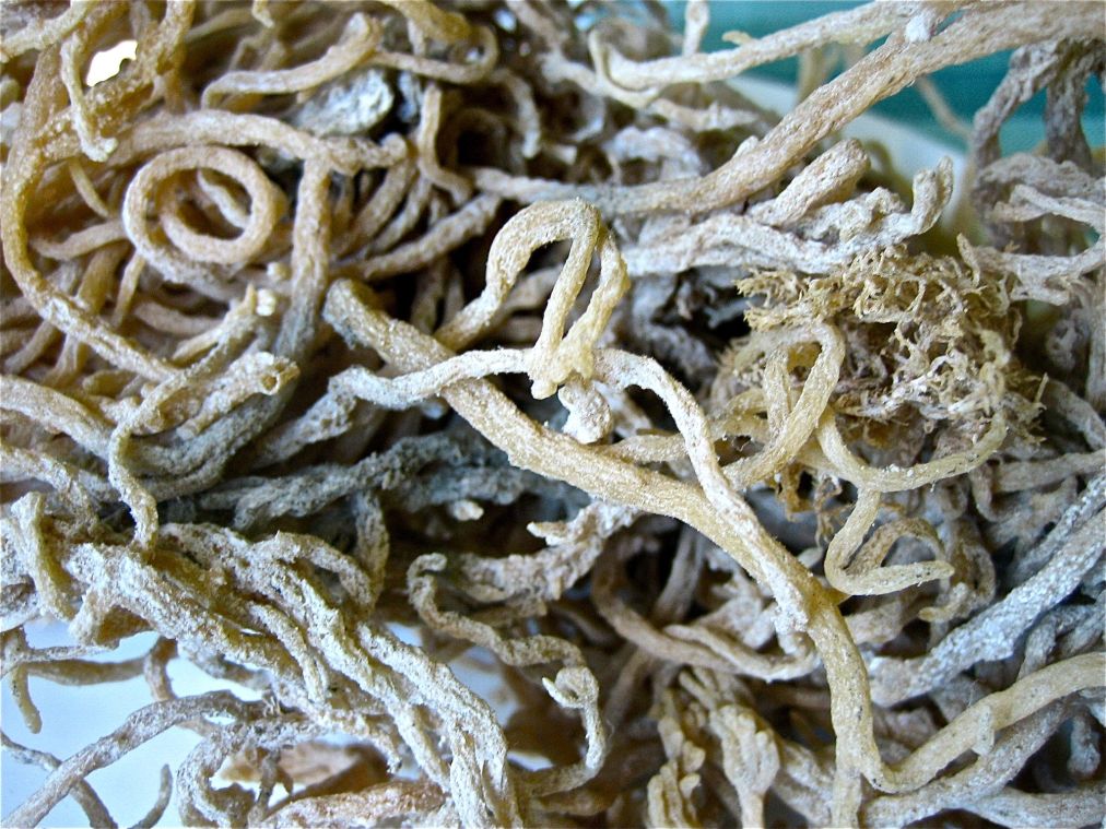 Sea Moss! Where have you been all my life?