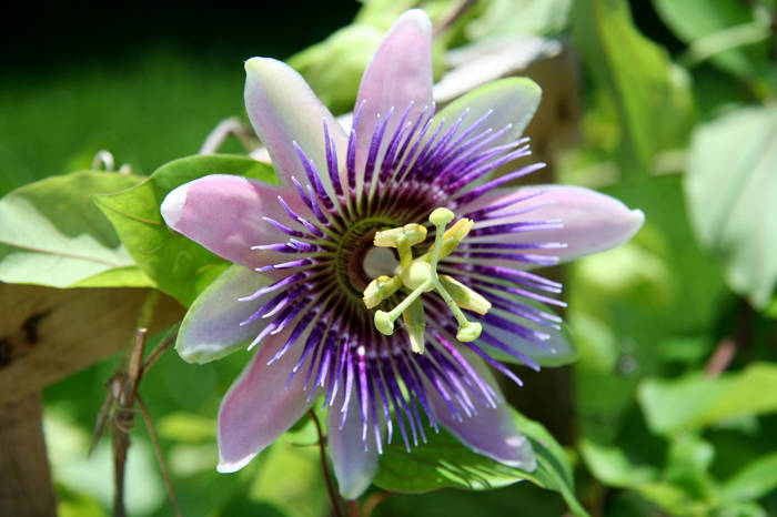 Passionflower for Stress, Anxiety and Insomnia