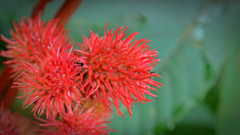 Health Benefits of Castor Oil