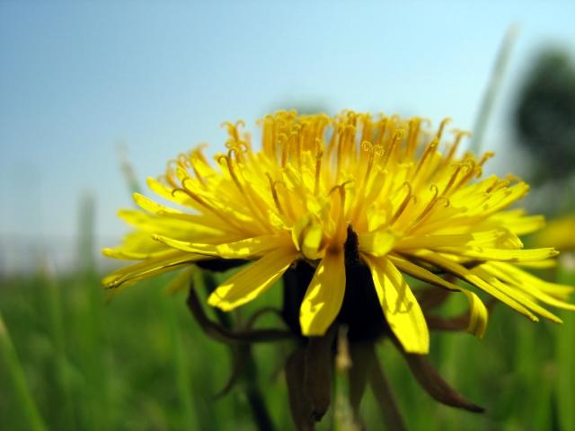 Dandelions: More Than A Pesky Weed and Choking Hazard