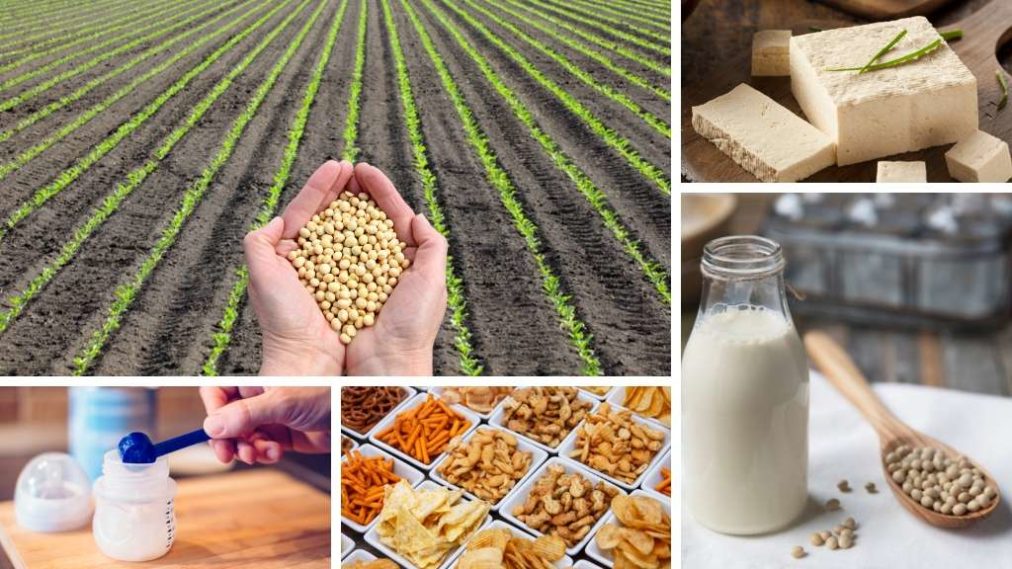 Soy Foods: Hidden Sources, Health and Environmental Impact