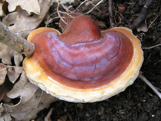 Reishi Mushroom - 2019 Health Trends 