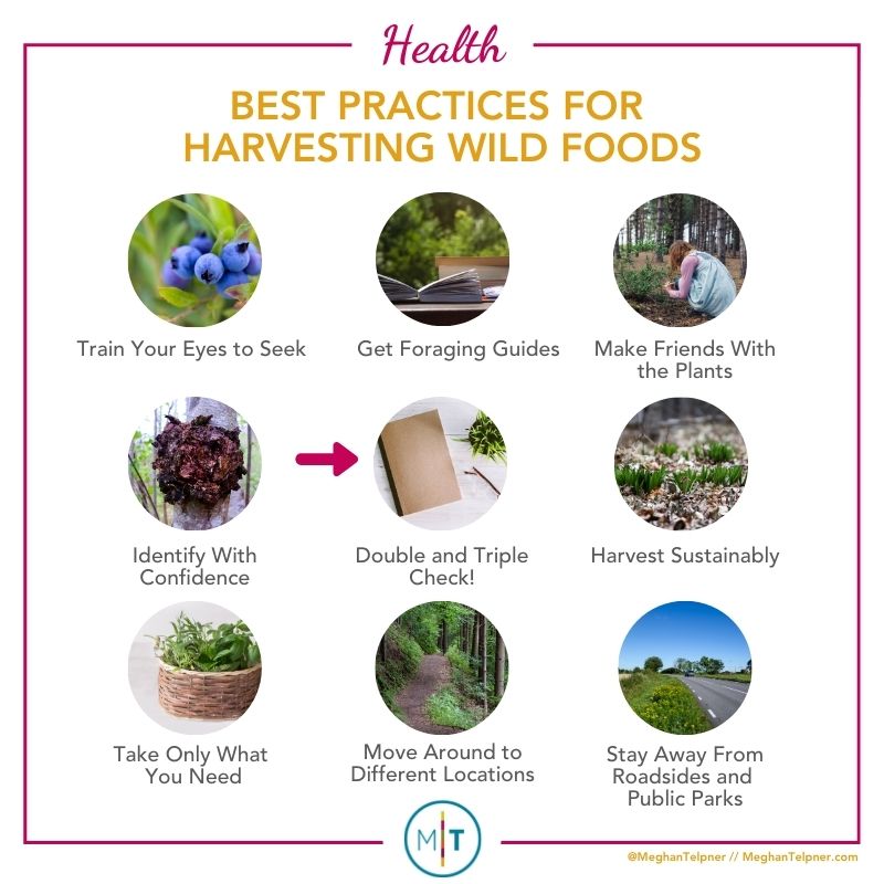Guide to Harvesting and Enjoying The Best Wild Foods