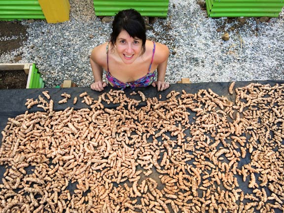 Meghan Telpner turmeric root