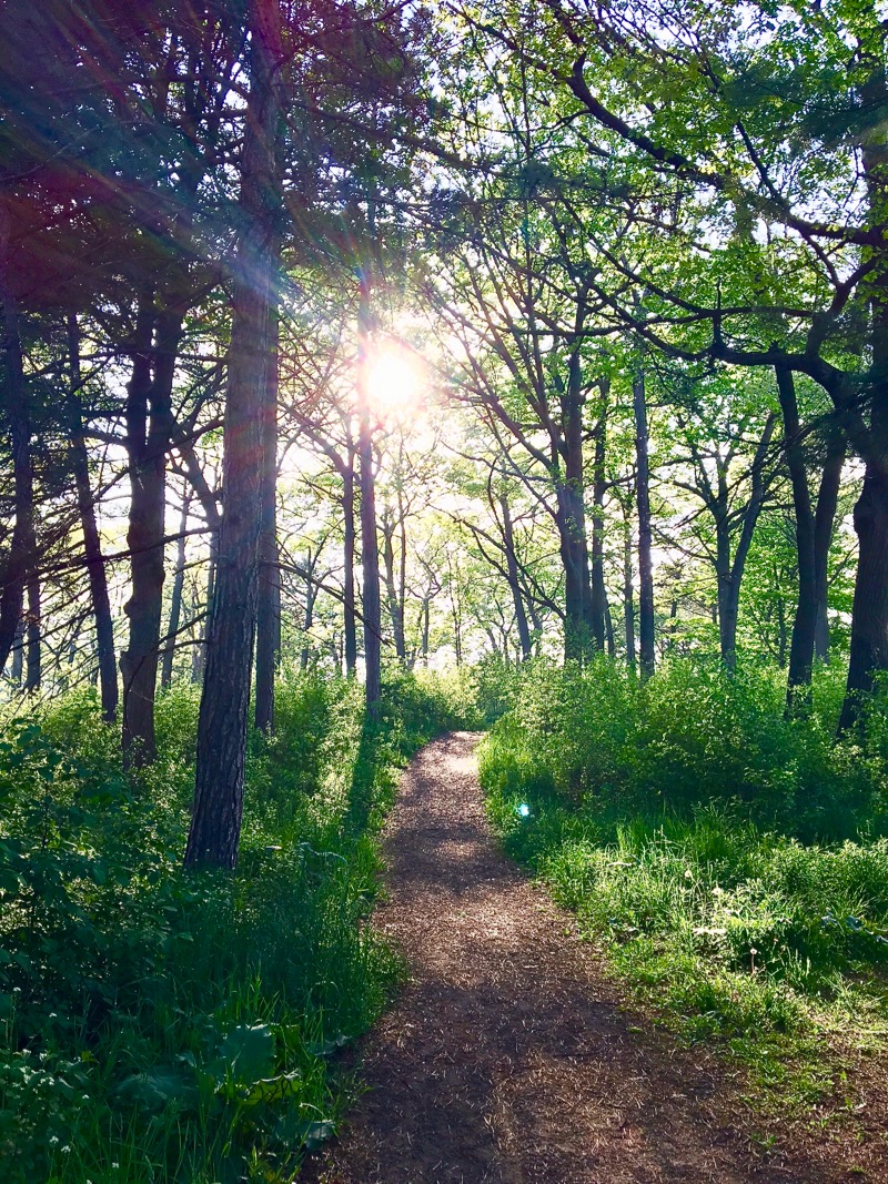 Health Benefits of Forest Bathing