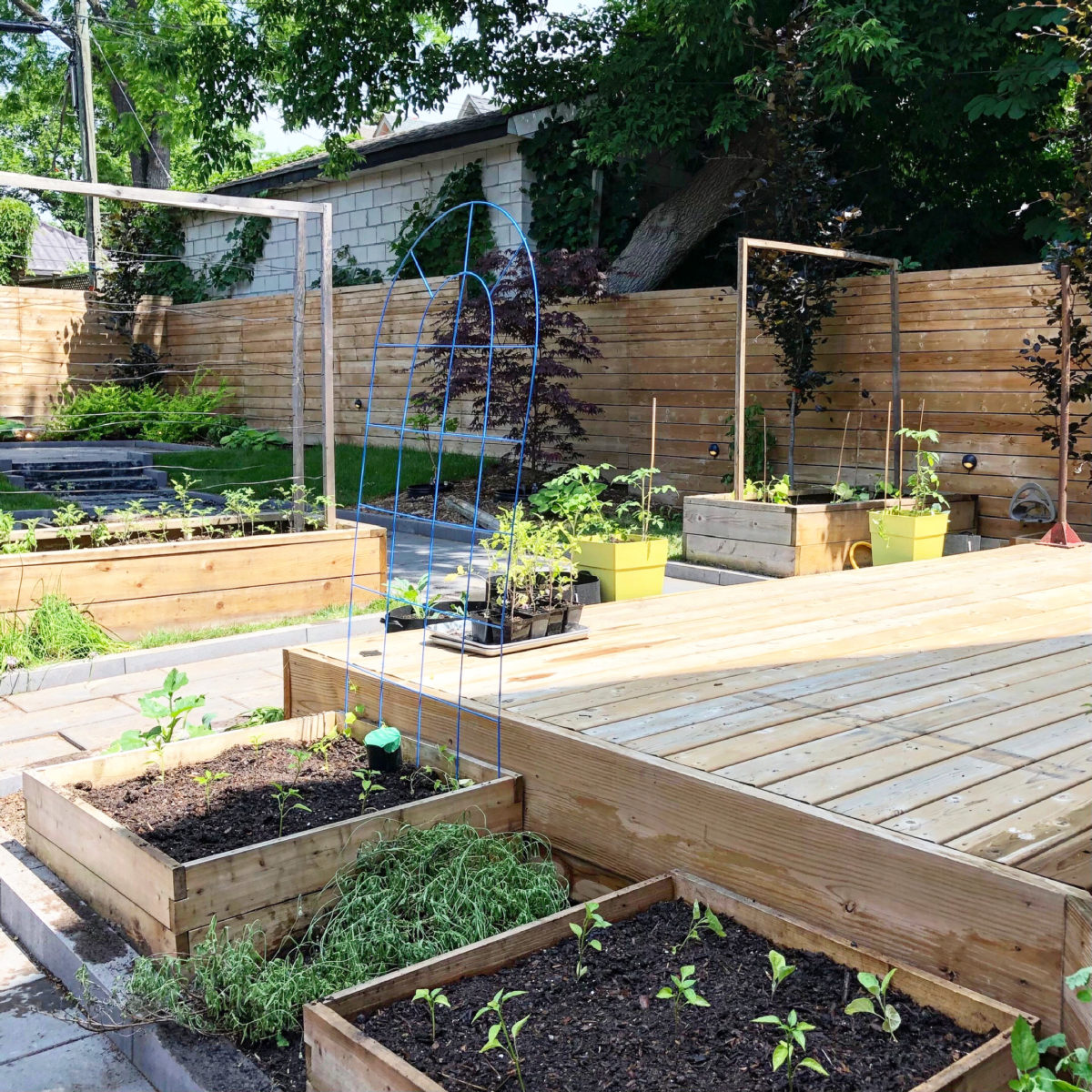 Backyard Garden