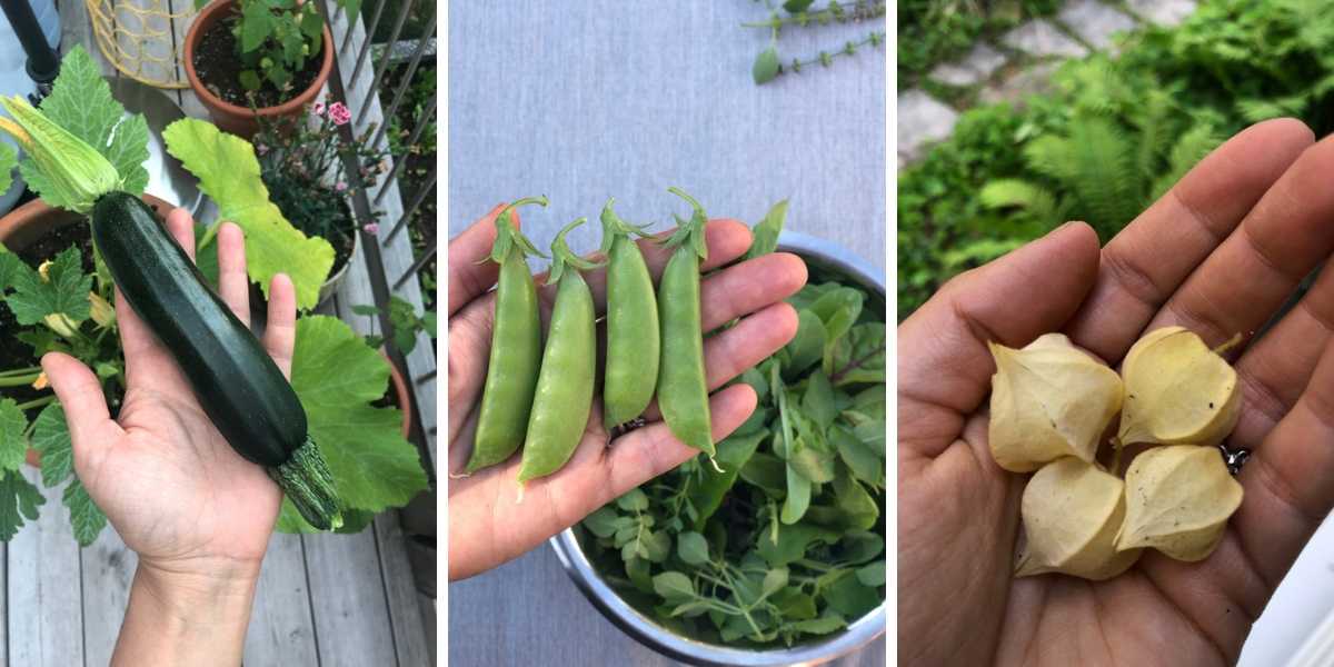 Home Garden Harvest