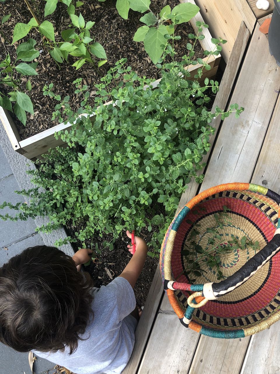 Harvesting lemon balm