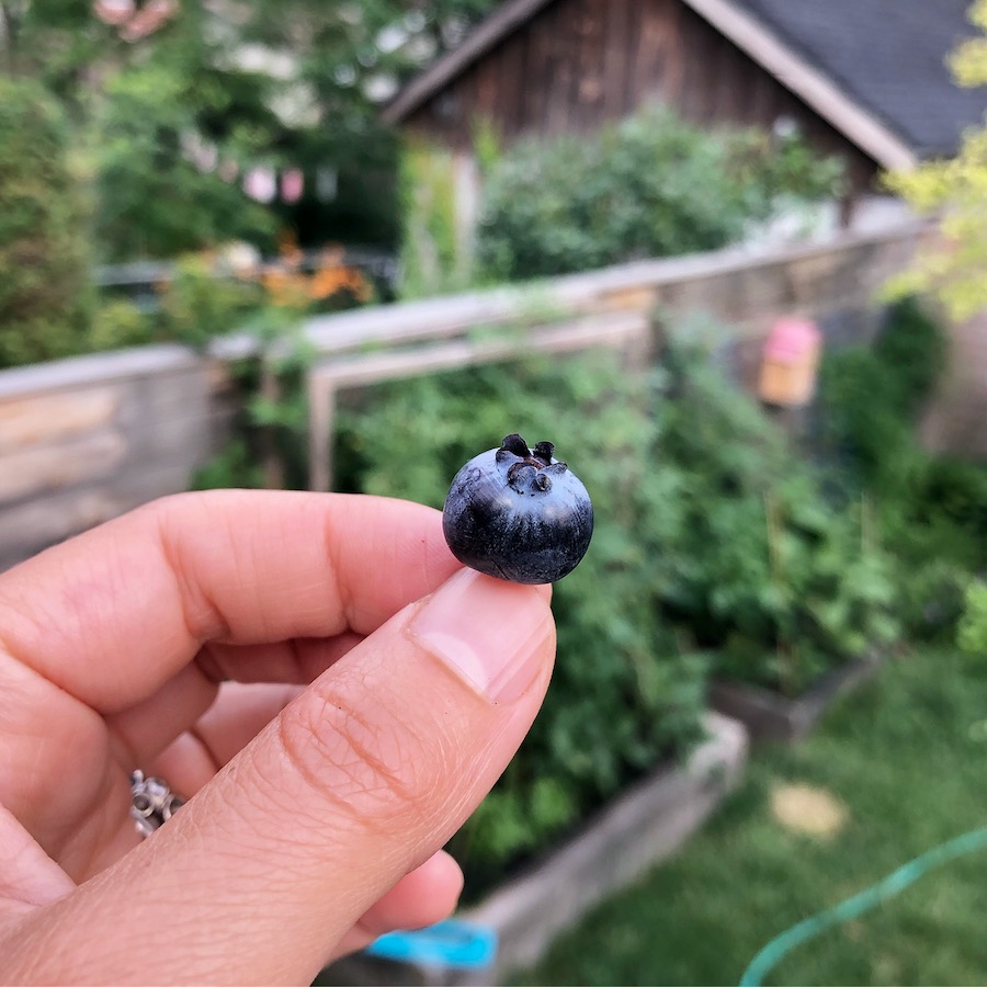 Blueberries