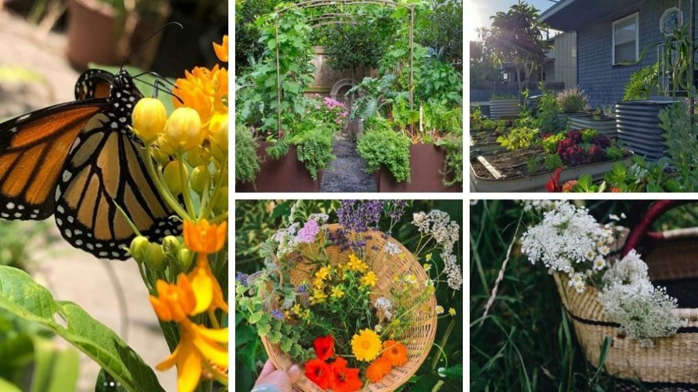 Gardening Inspiration: My Favourite Instagram Gardeners