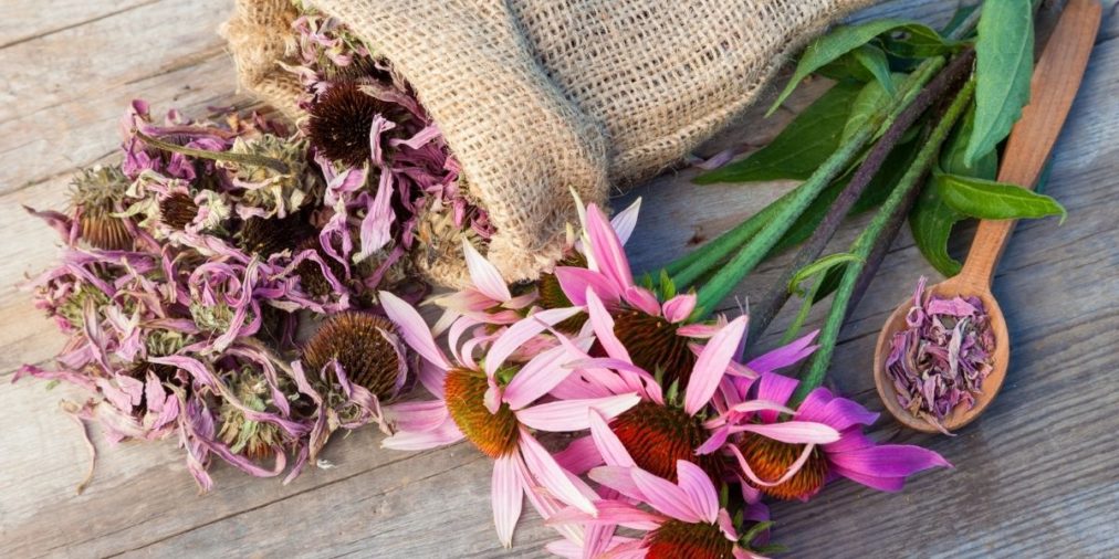 Echinacea - Herbs Worth Having On Hand