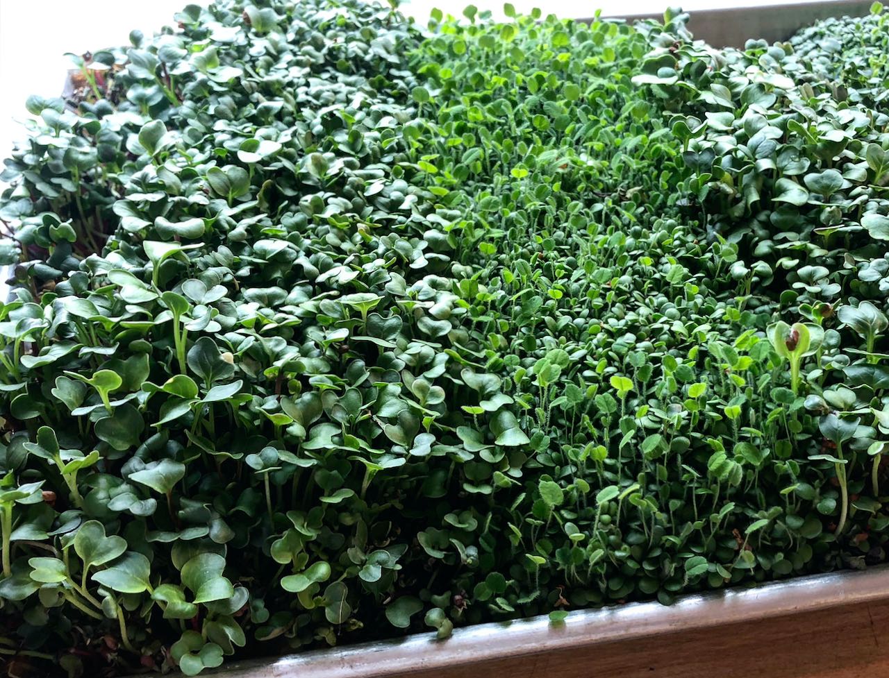 Microgreens - indoor gardening