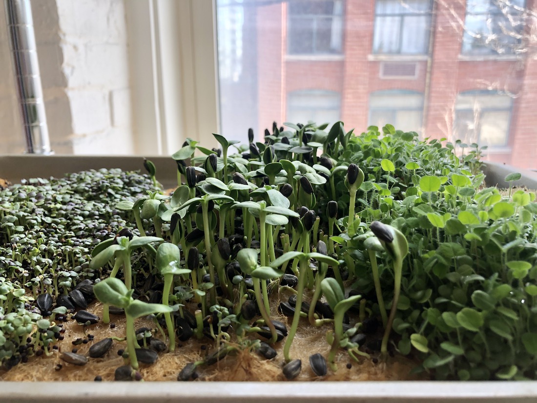 How To Grow Sprouts Indoors