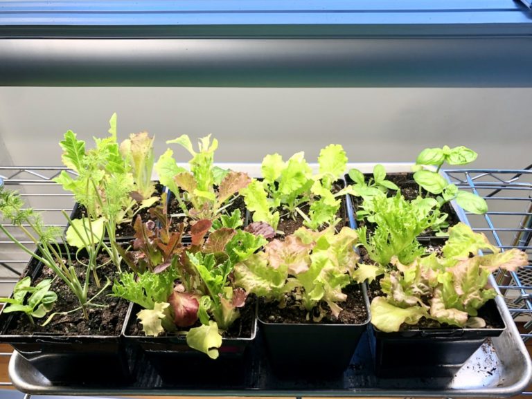 Simple Guide To Growing Lettuce, Herbs, and Microgreens Indoors