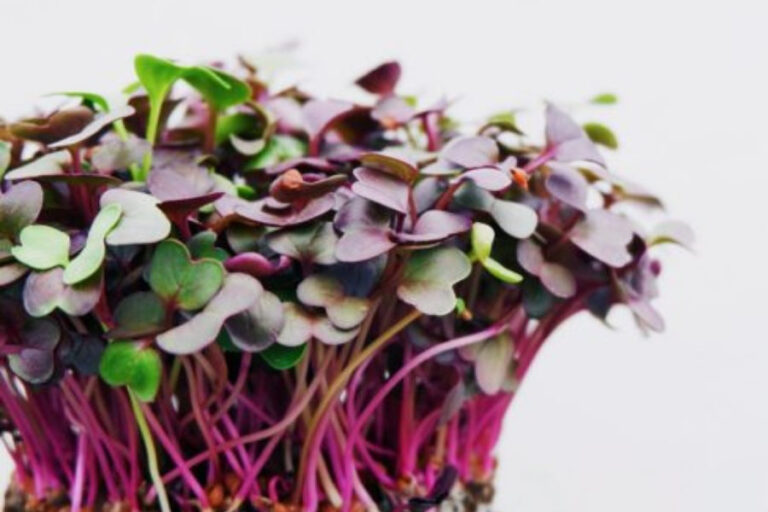 Easy foods to grow indoors
