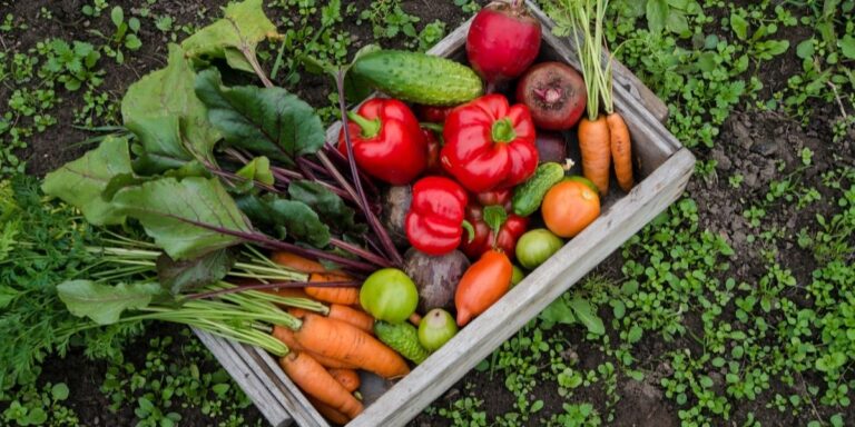 How to Get Started Growing Your Own Food