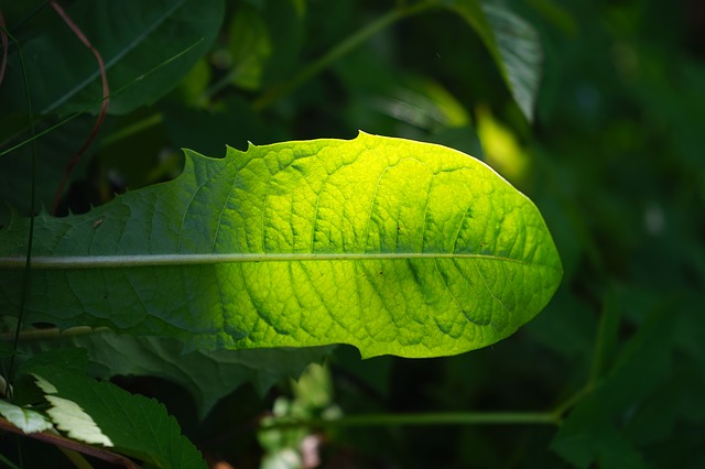 The Health Benefits of Eating Greens and Weeds