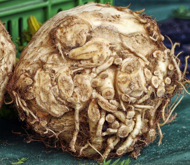 Celery Root