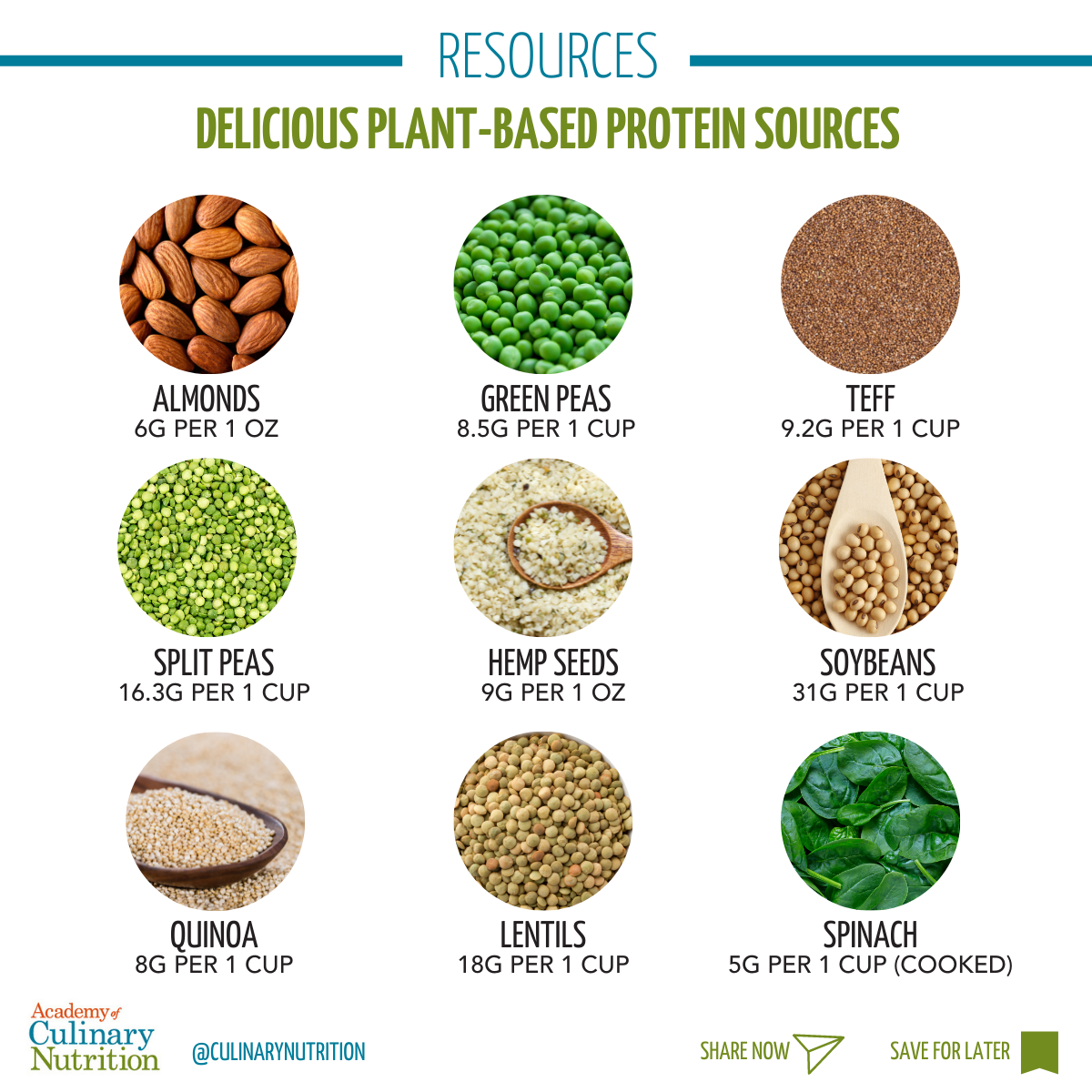 Guide to plant-based protein infographic