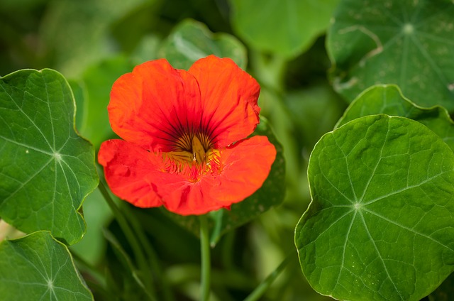 Guide to Edible Flowers