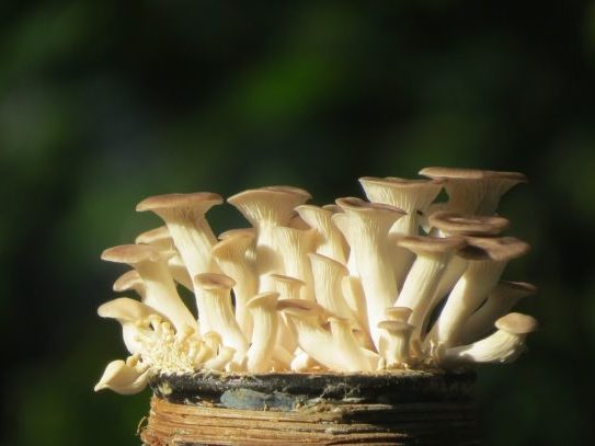 Mushroom growing