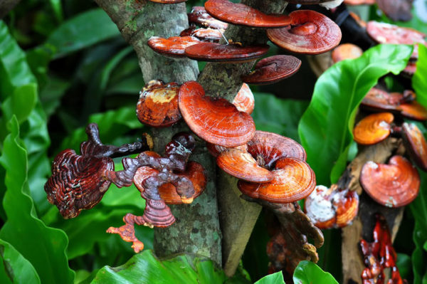 Guide to Adaptogens - Reishi
