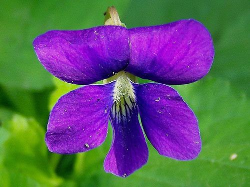 how to cook with edible flowers