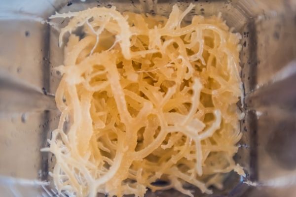 benefits of sea moss