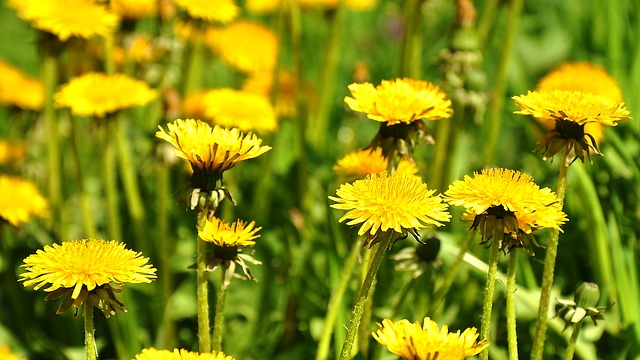 Guide to edible Flowers