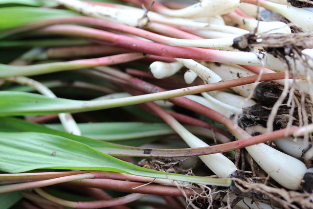 Ramps - Wild Leeks